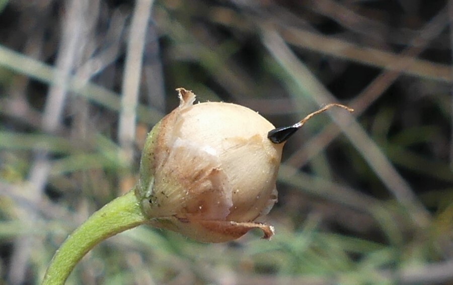 Convolvulus angustissimus subsp. fililobus (hero image)