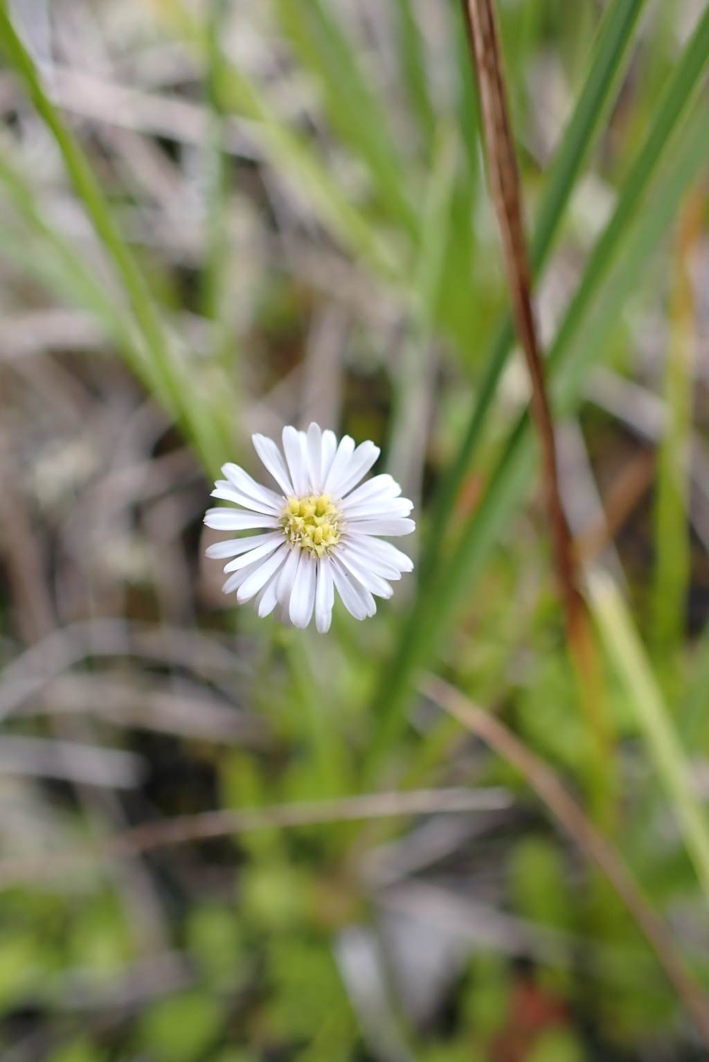 Lagenophora montana (hero image)