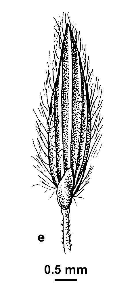 Digitaria divaricatissima (hero image)