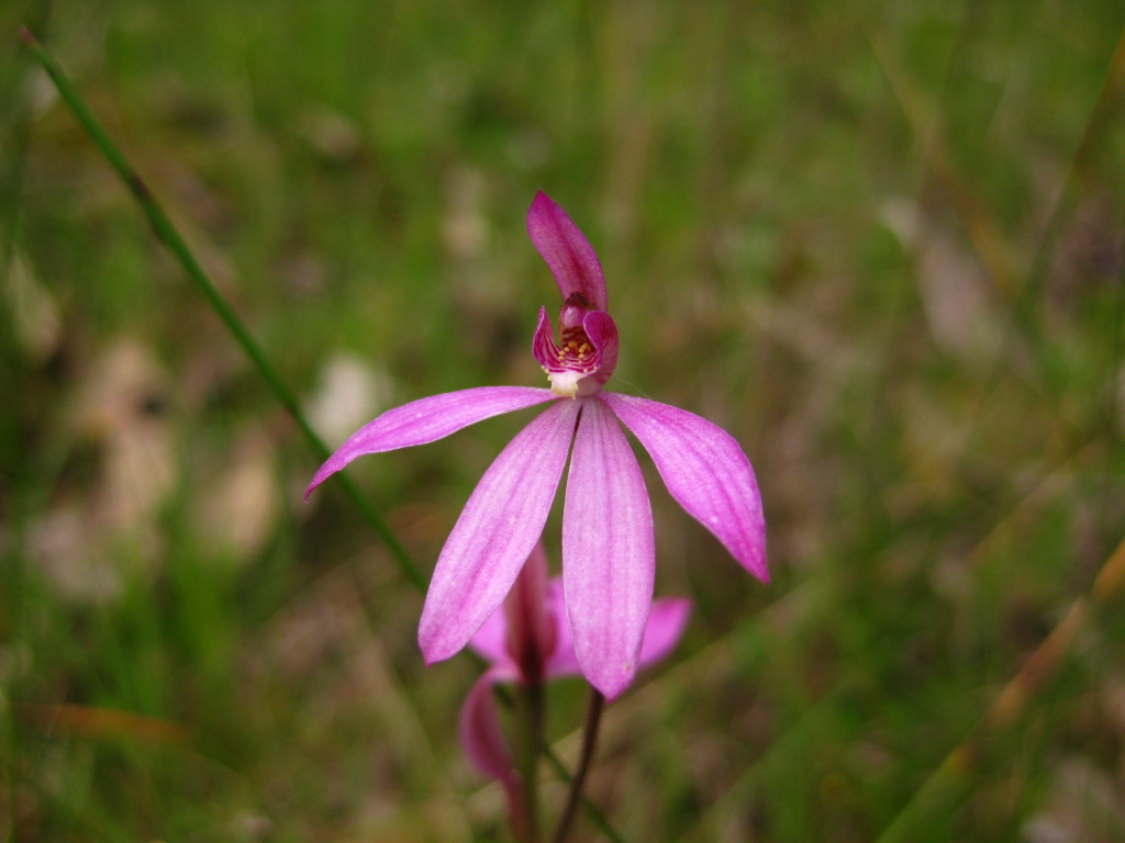 Caladenia ornata (hero image)