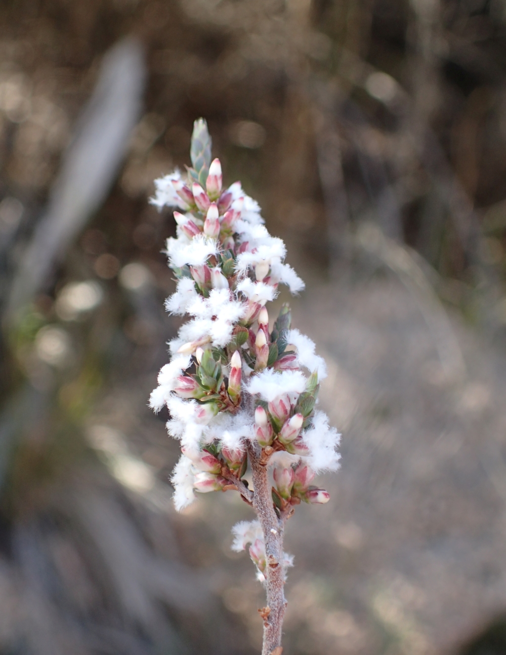 Styphelia attenuata (hero image)
