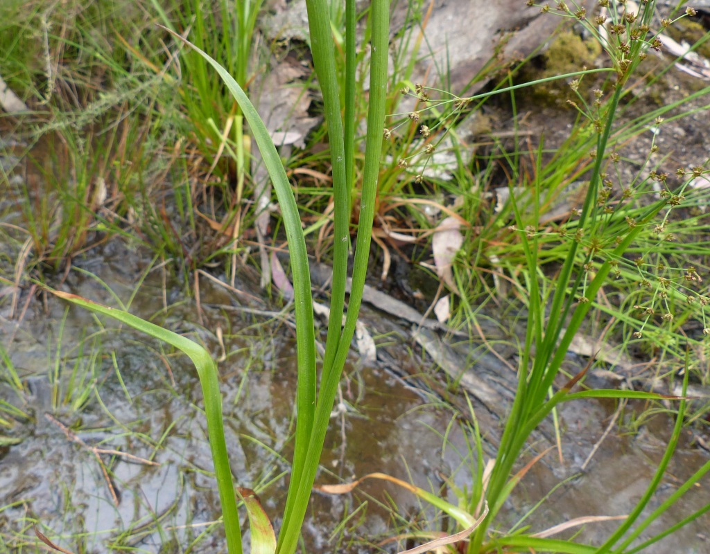 Juncus planifolius (hero image)