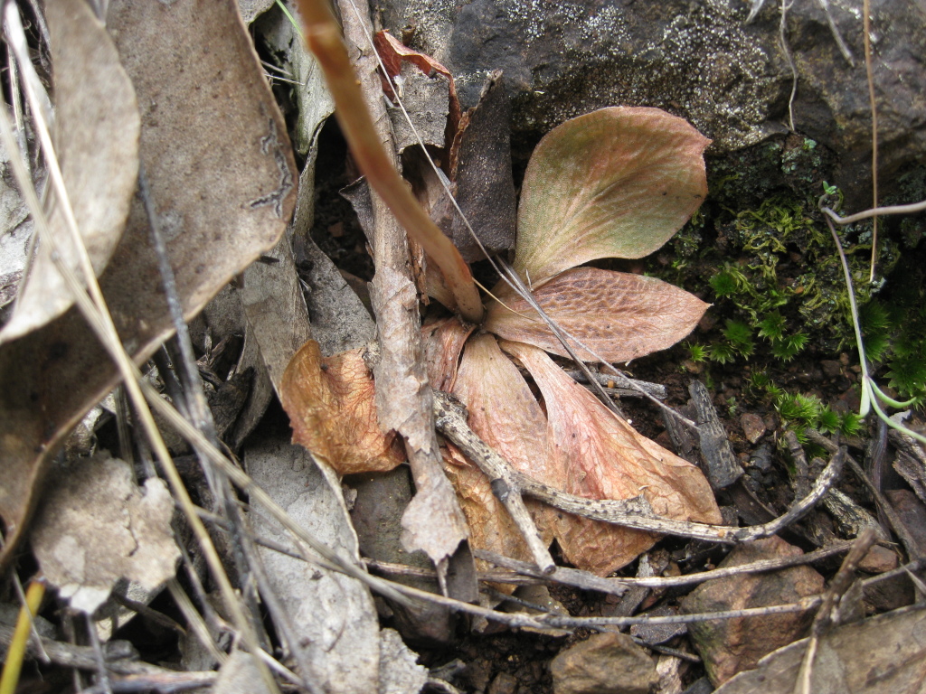 Pterostylis aciculiformis (hero image)