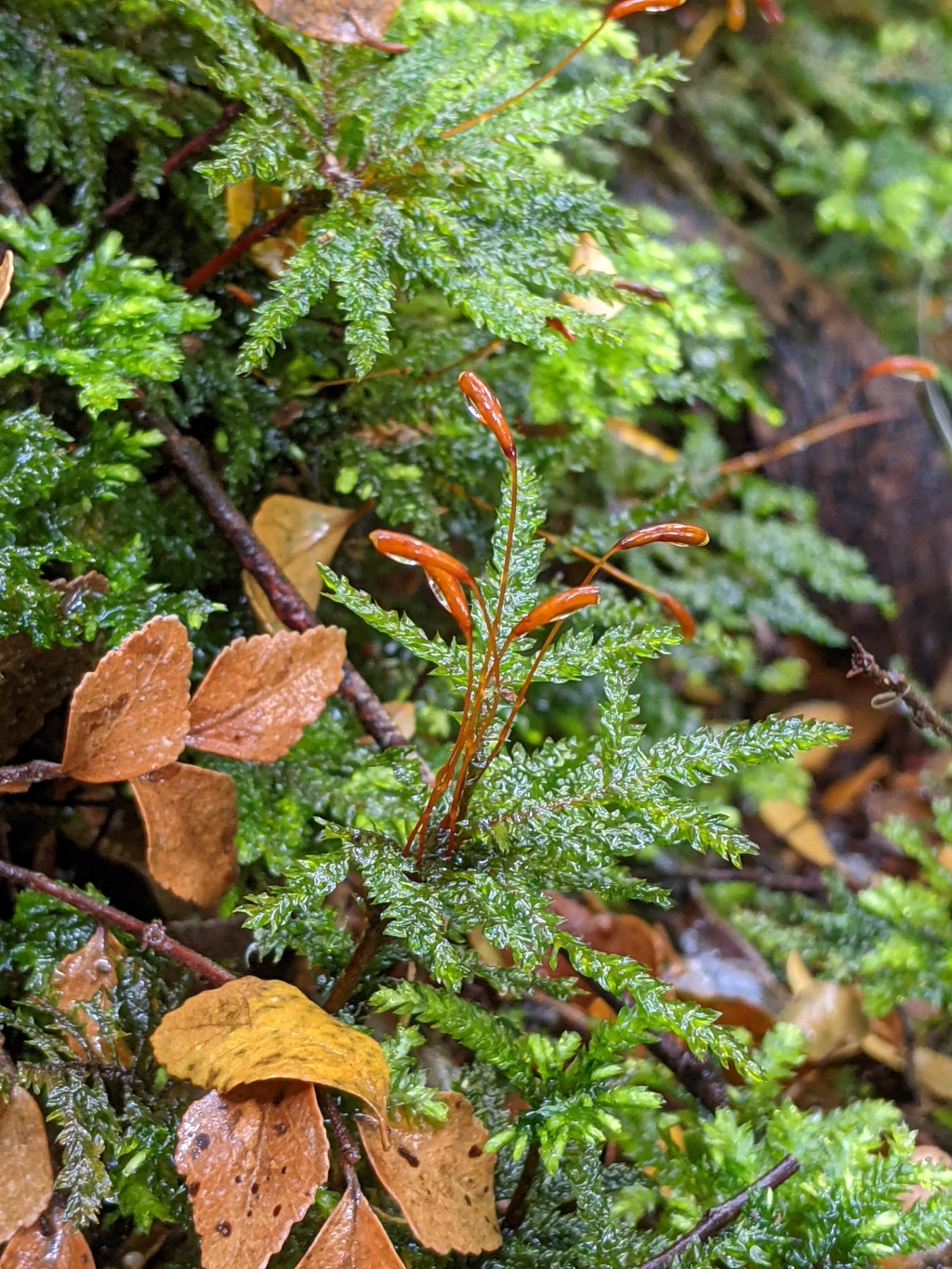 Hypnodendron vitiense (hero image)
