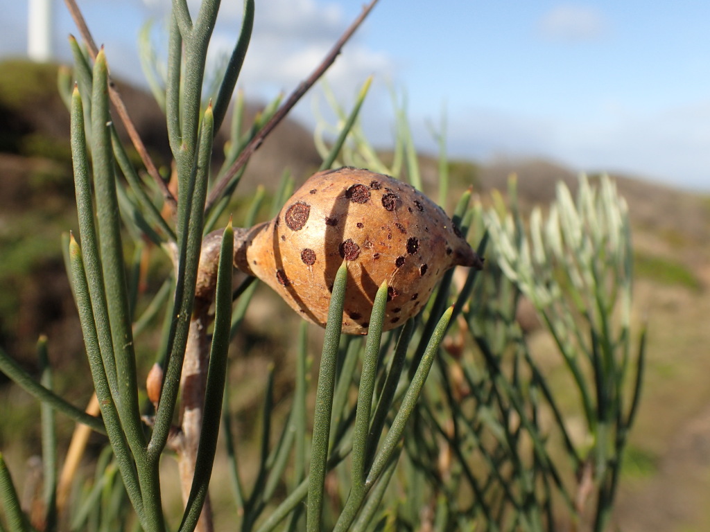 Hakea drupacea (hero image)