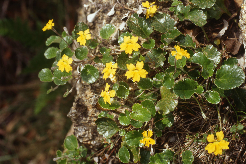 Goodenia hederacea (hero image)