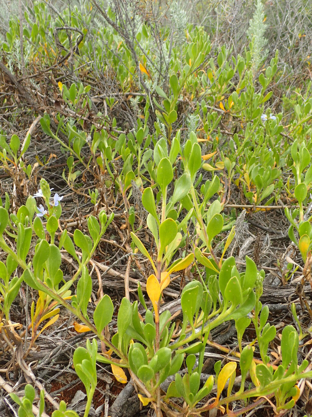 Scaevola calendulacea (hero image)