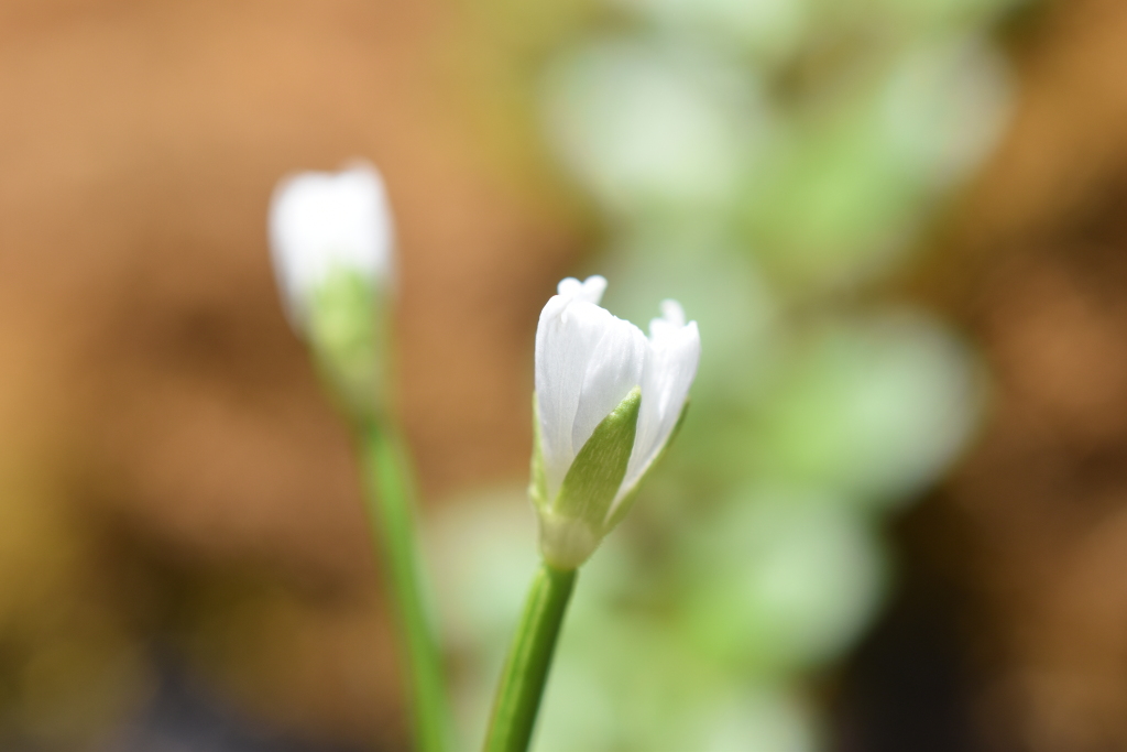 Epilobium brunnescens (hero image)