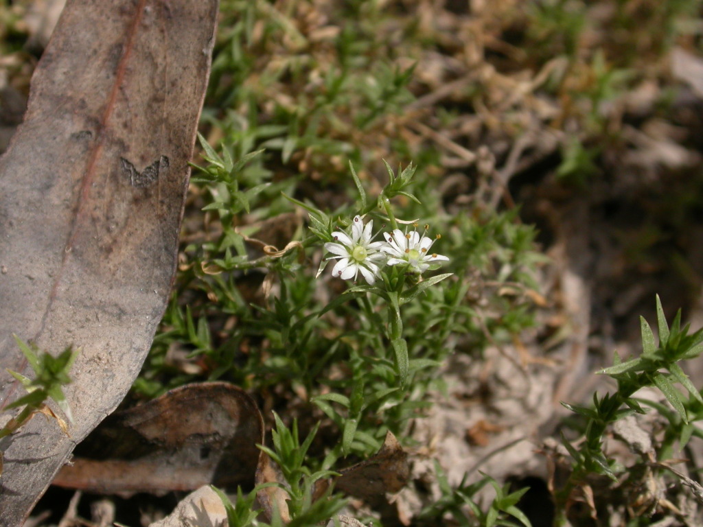 Stellaria angustifolia (hero image)