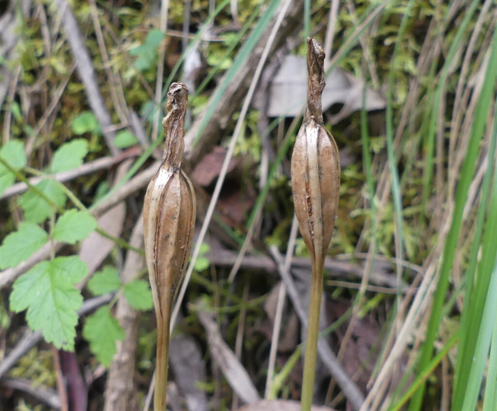 Pterostylis monticola (hero image)