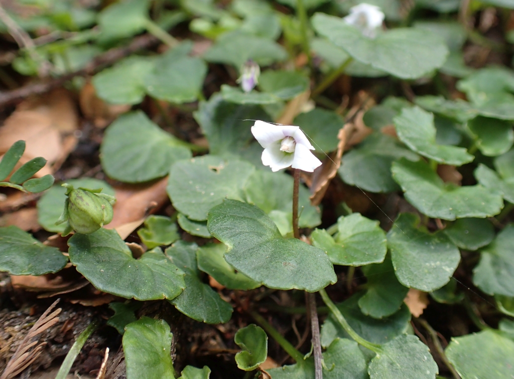 Viola curtisiae (hero image)