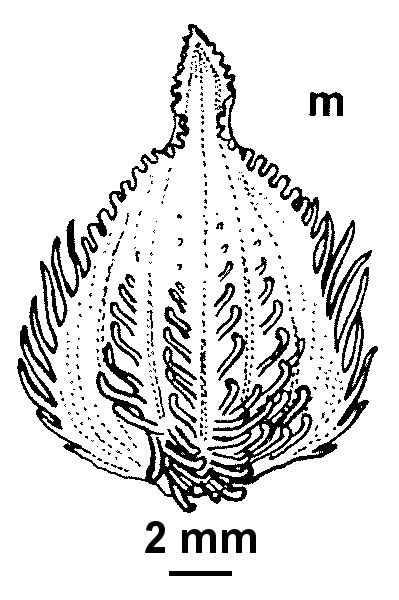 Caladenia hastata (hero image)