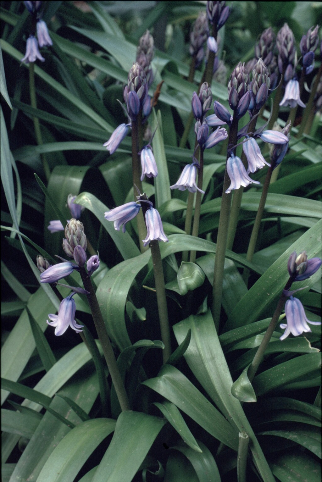 Hyacinthoides hispanica (hero image)