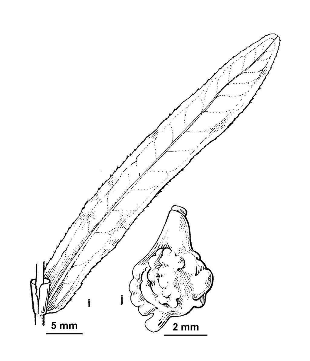 Potamogeton crispus (hero image)