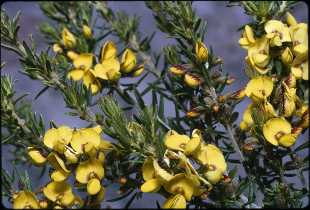 Aotus ericoides (hero image)
