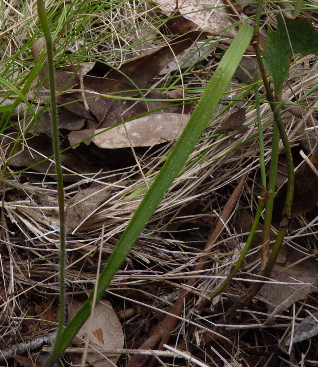 Caladenia alpina (hero image)