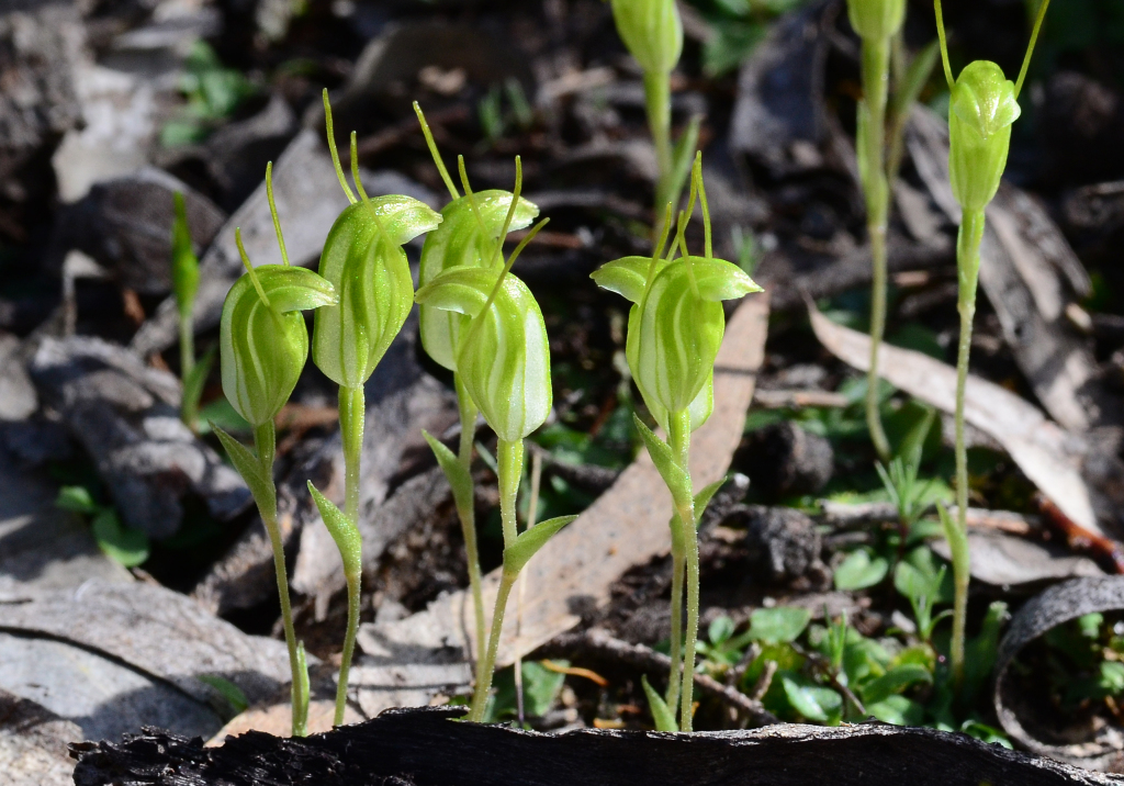 Pterostylis nana (hero image)