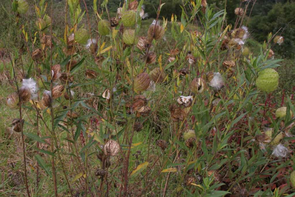 Gomphocarpus physocarpus (hero image)