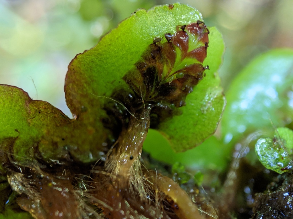 Marchantia (hero image)