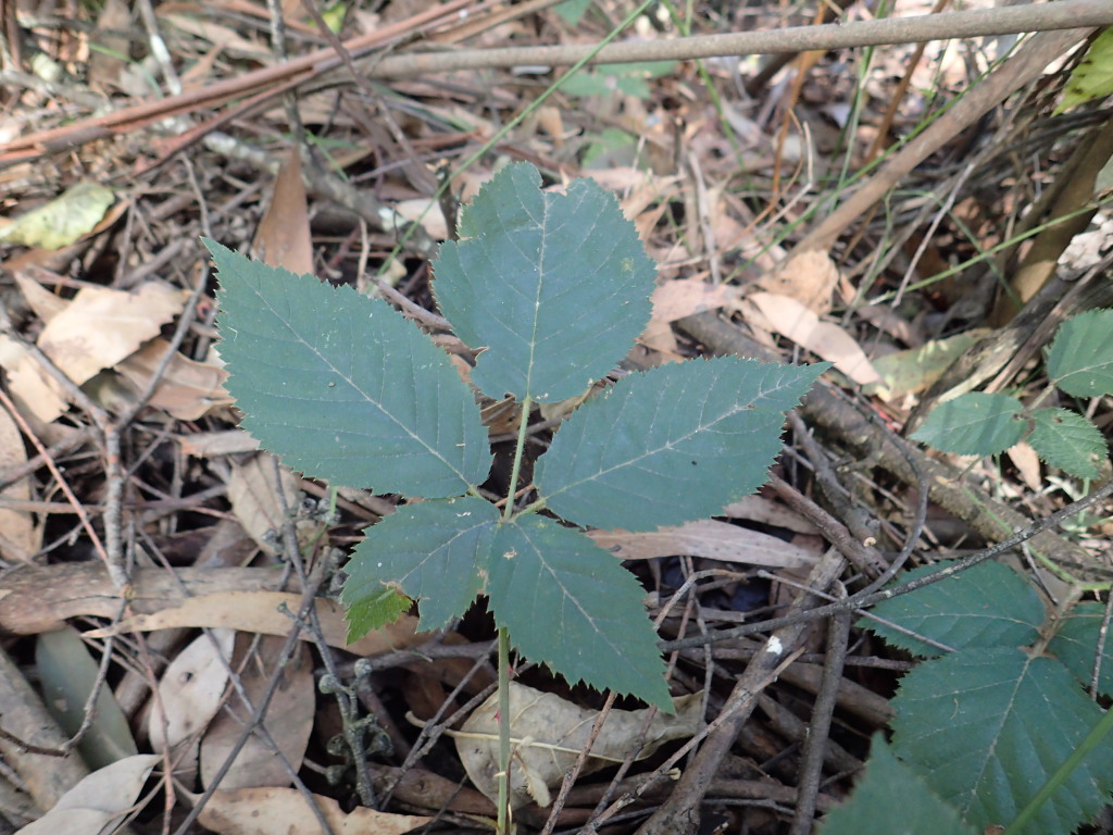 Rubus leucostachys (hero image)