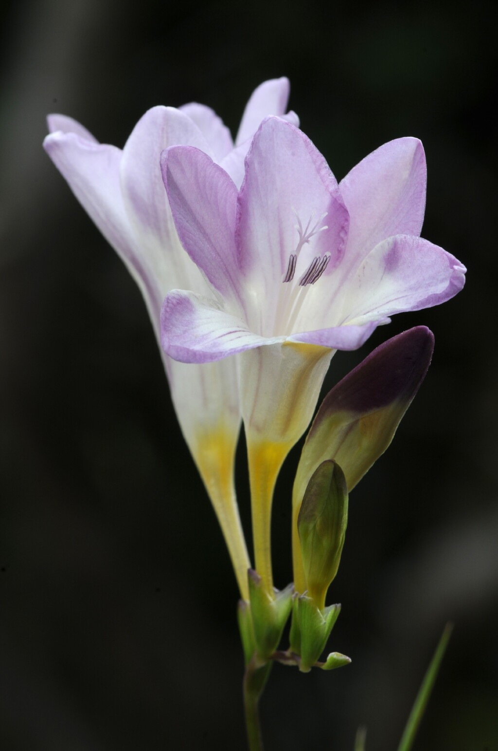 Freesia (hero image)