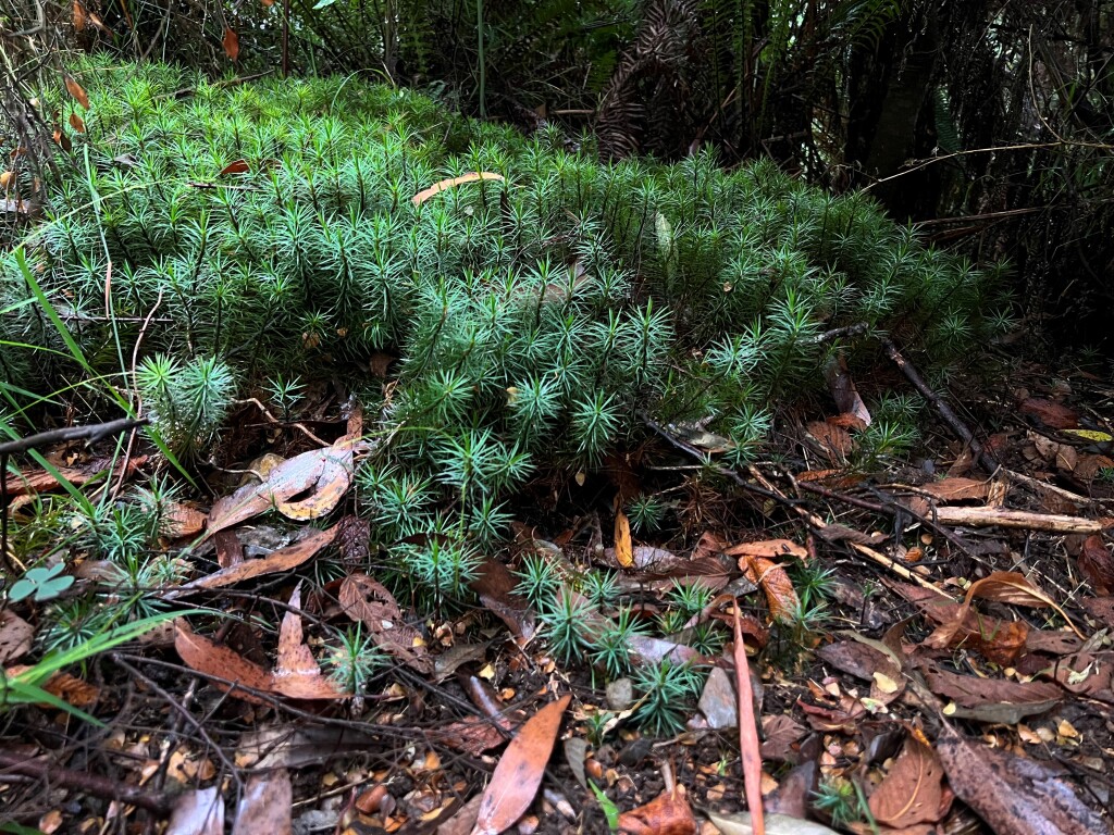 Dawsonia superba var. pulchra (hero image)