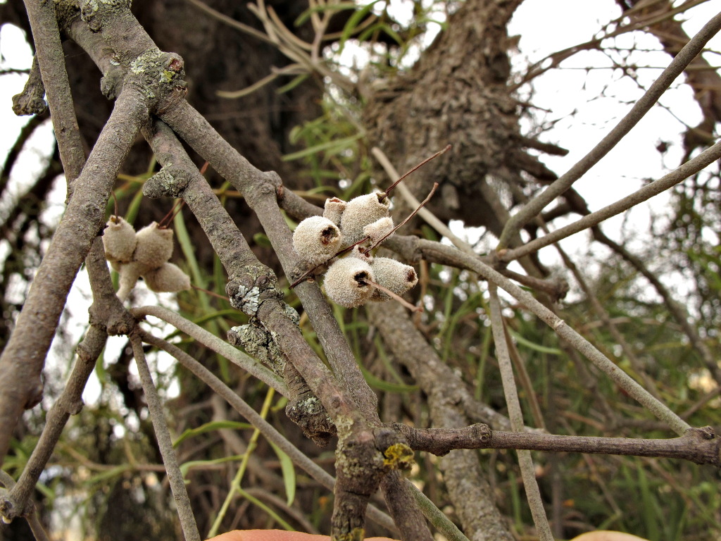 Amyema linophylla subsp. orientalis (hero image)