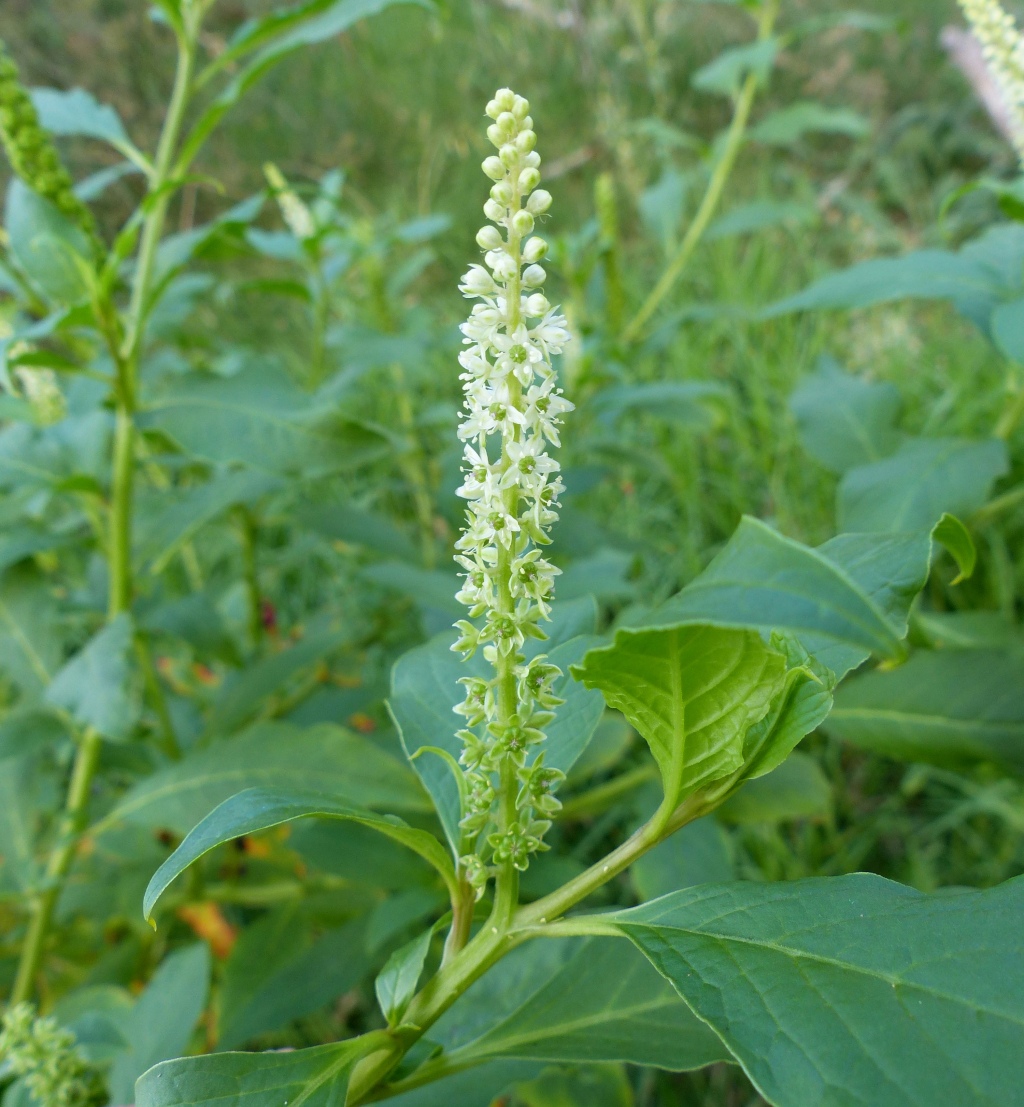 Phytolacca (hero image)