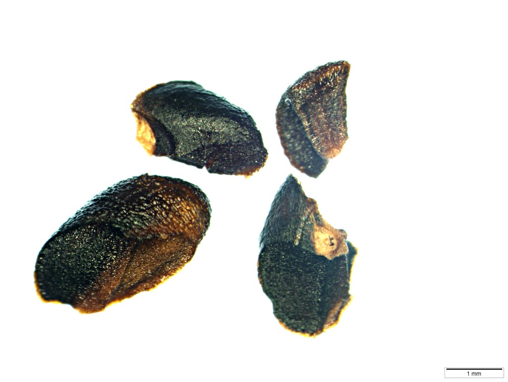 Eucalyptus arenacea (hero image)