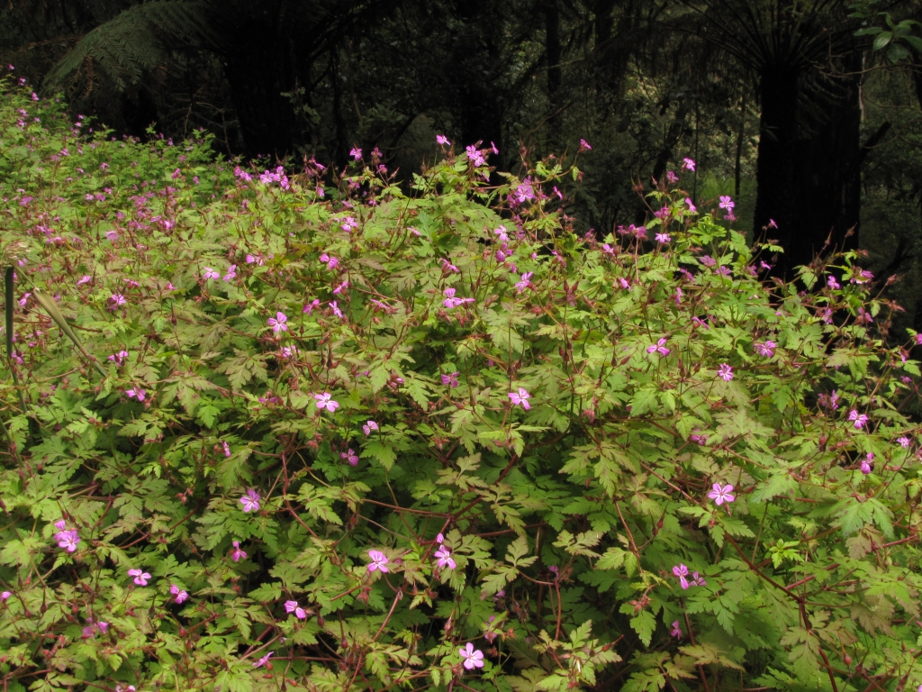 Geranium robertianum (hero image)