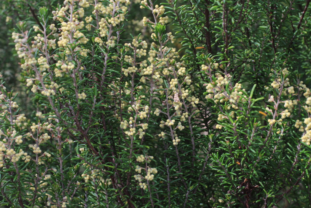 Pomaderris phylicifolia subsp. ericoides (hero image)