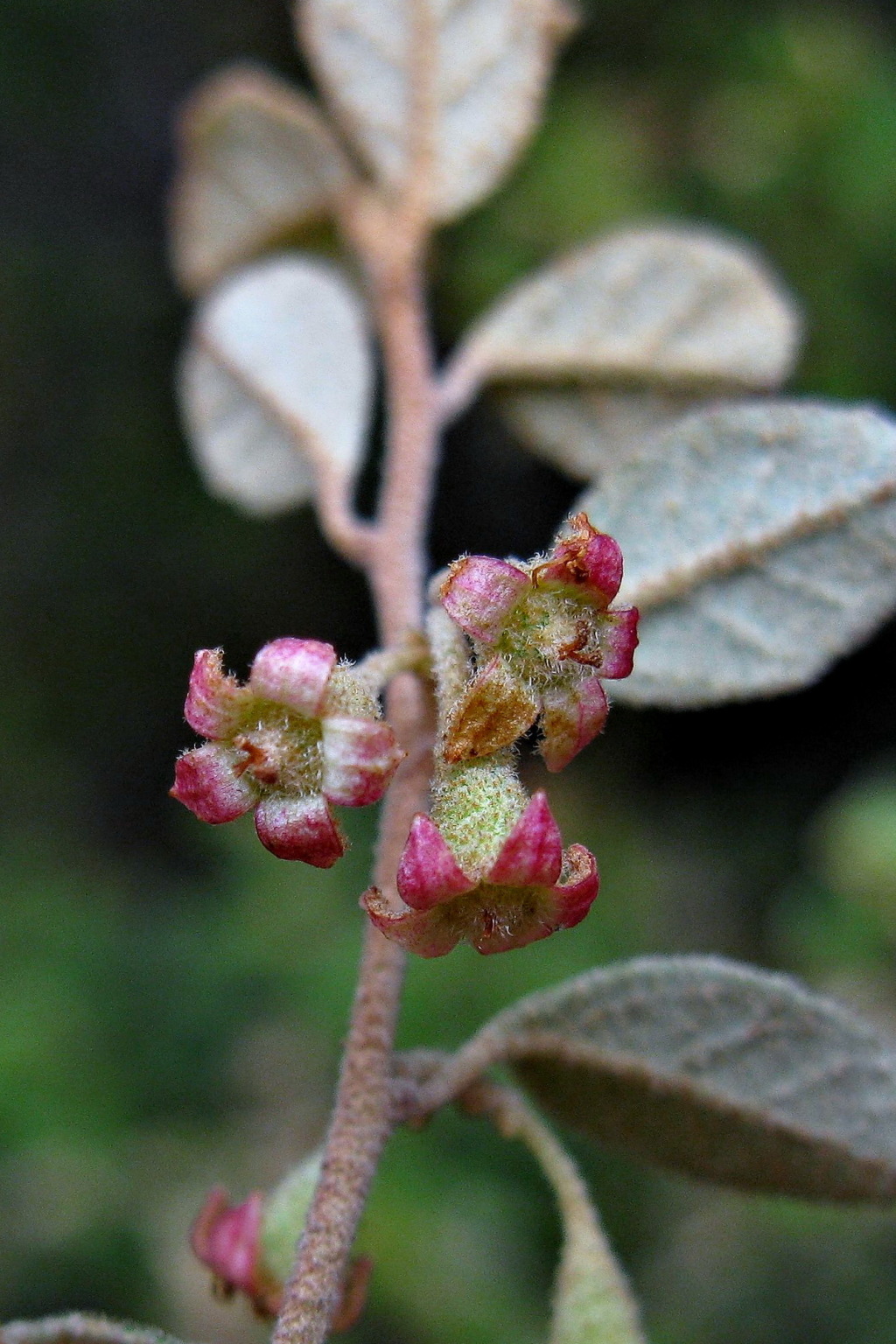 Pomaderris paniculosa (hero image)