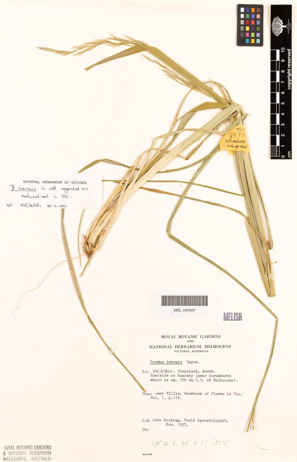 Bromus inermis (hero image)