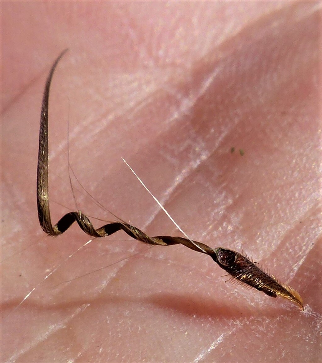 Erodium moschatum (hero image)