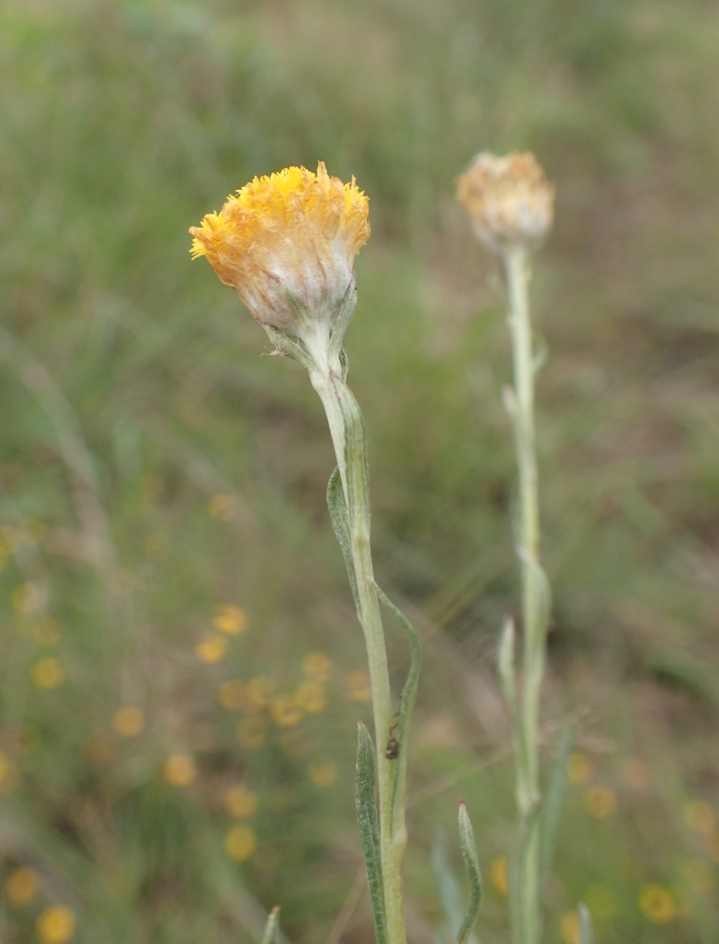Coronidium gunnianum (hero image)