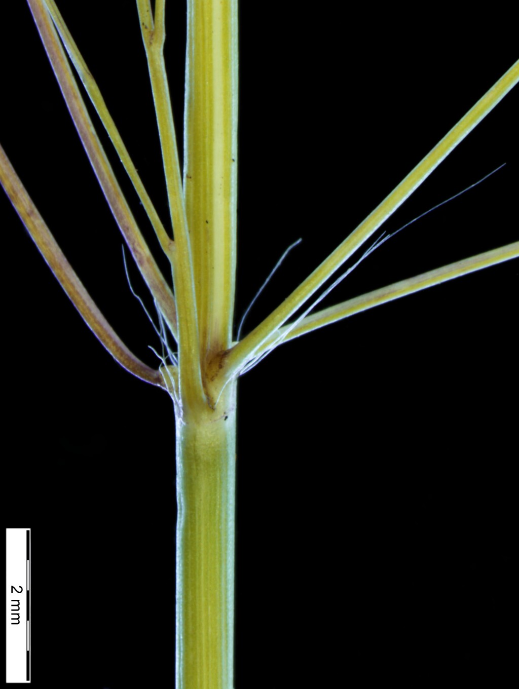 Eragrostis pilosa (hero image)