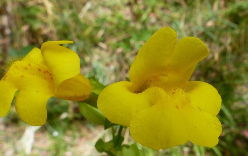 Phrymaceae (hero image)