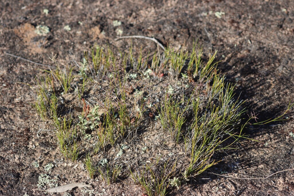 Eragrostis dielsii (hero image)