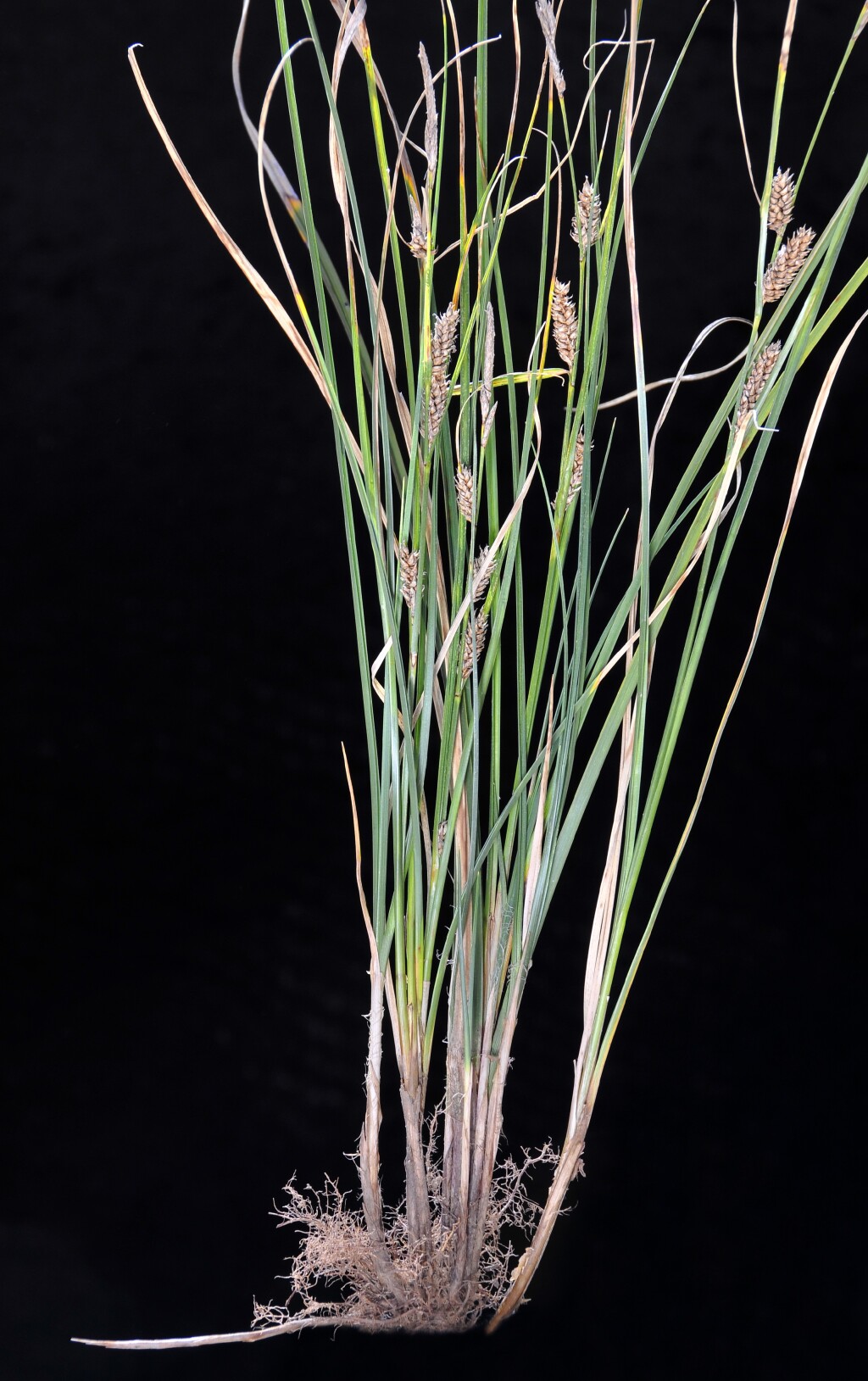 Carex bichenoviana (hero image)