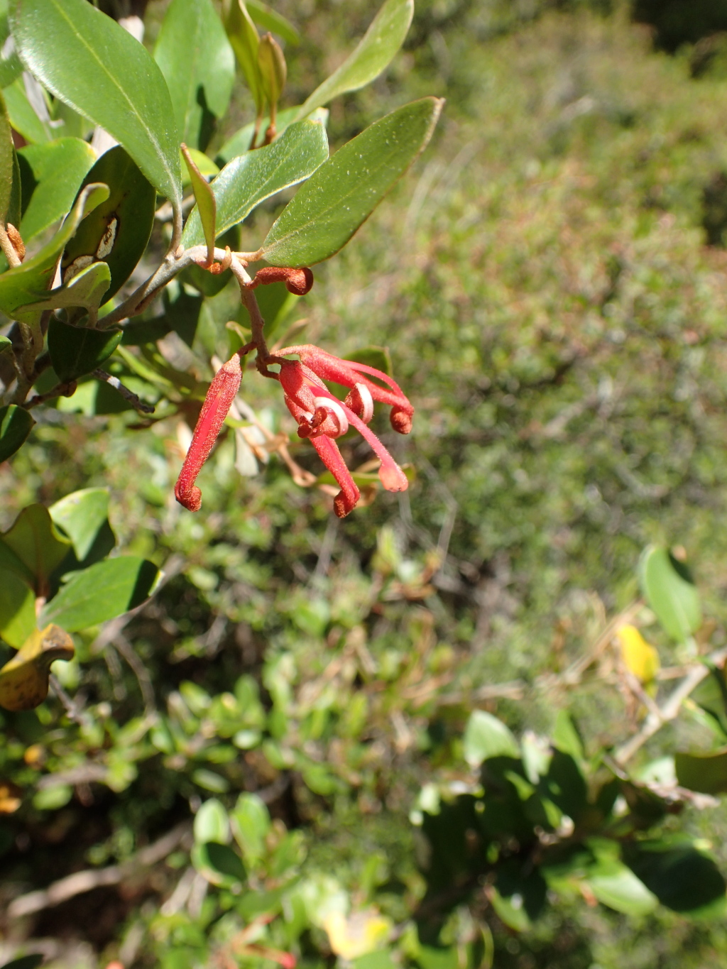 Grevillea polychroma (hero image)