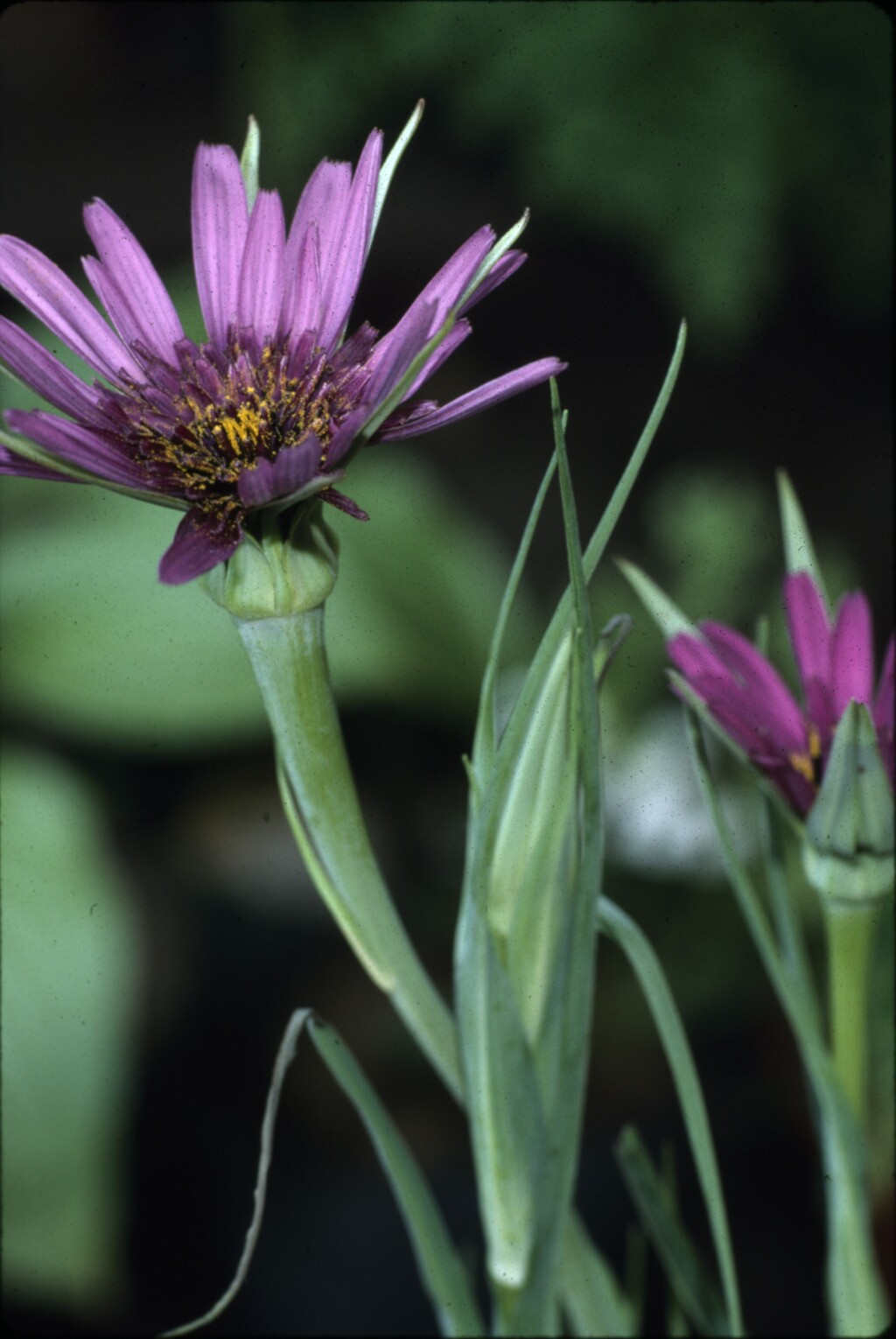 Tragopogon porrifolius (hero image)