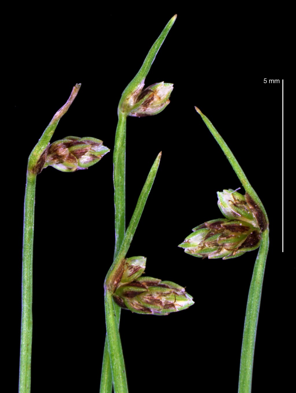 Isolepis sepulcralis (hero image)