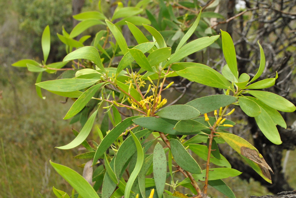 Persoonia levis (hero image)