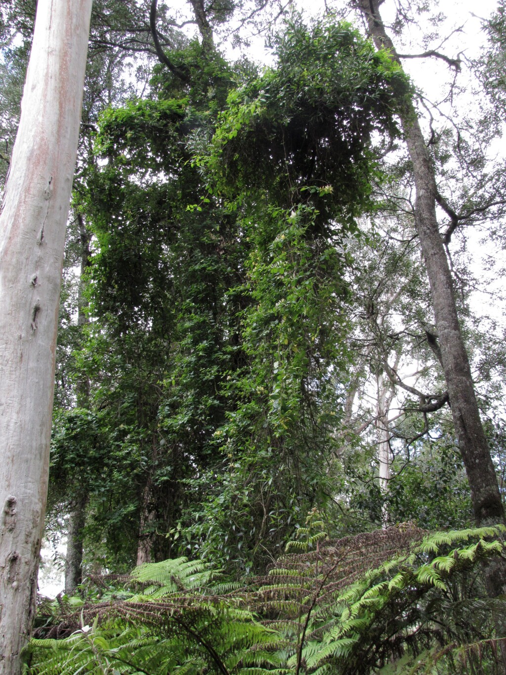 Caprifoliaceae (hero image)