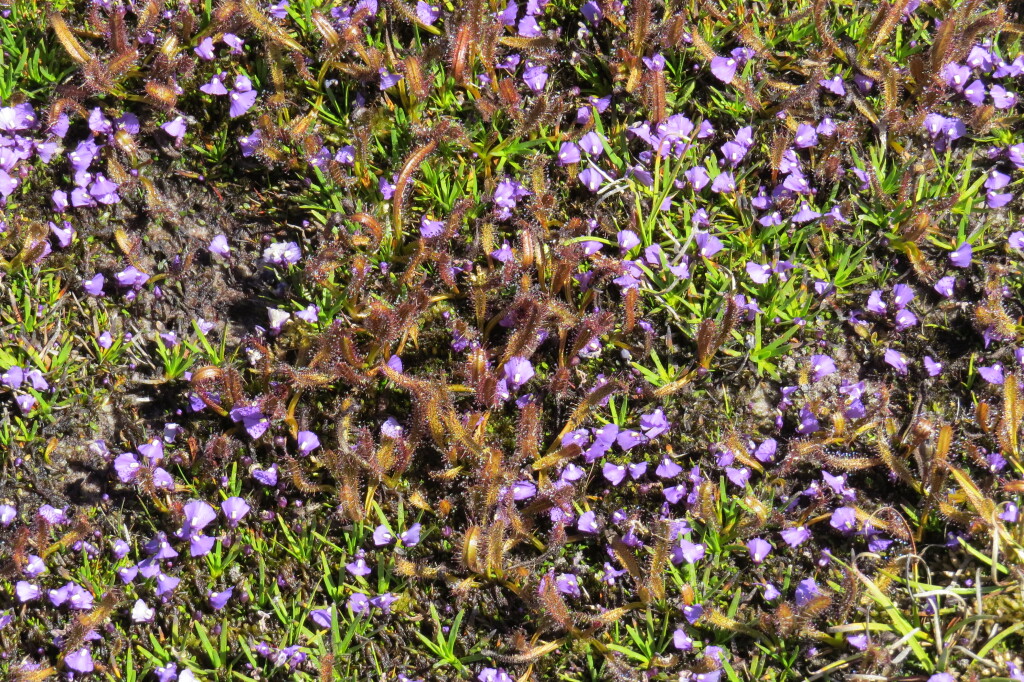 Utricularia monanthos (hero image)