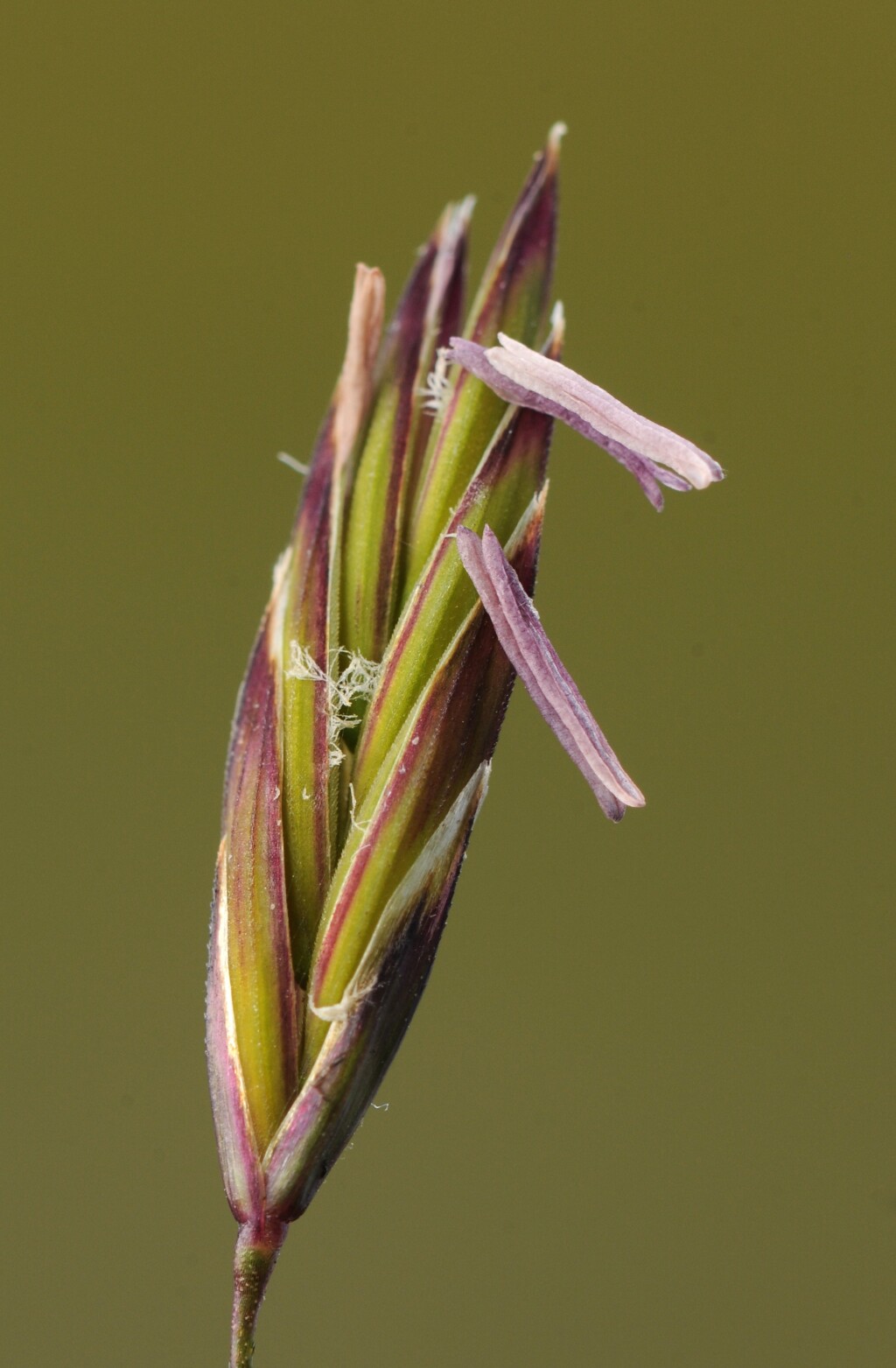 Festuca muelleri (hero image)