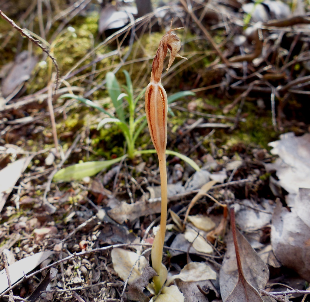 Pterostylis nutans (hero image)