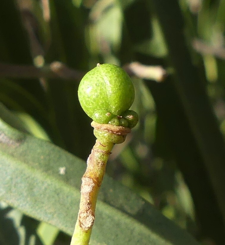 Geijera parviflora (hero image)