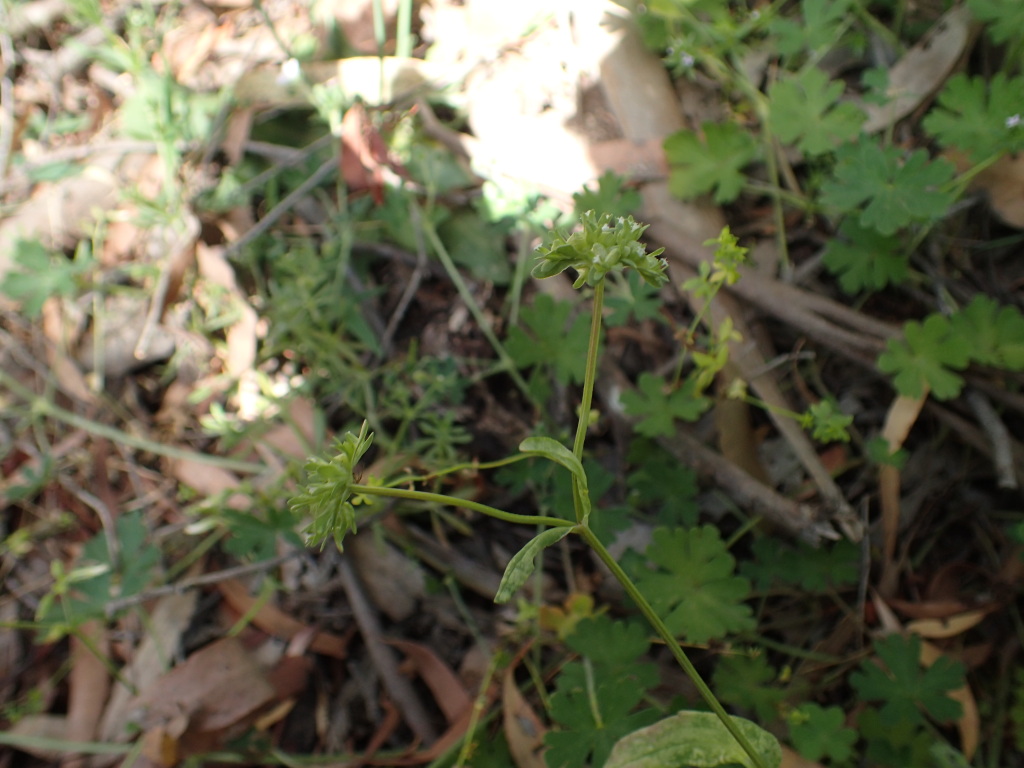 Valerianella locusta (hero image)