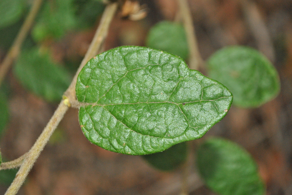 Olearia tomentosa (hero image)